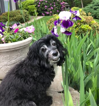 Gracie, Waggle Director of Barketing